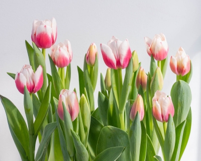 cach-cham-soc-hoa-tulip-luon-dep-va-tuoi-lau