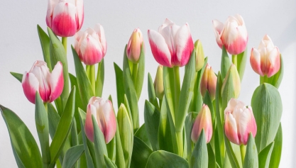 Cách chăm sóc hoa Tulip luôn đẹp và tươi lâu